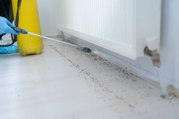 Best Pest Prevention Services  in Atkins, VA